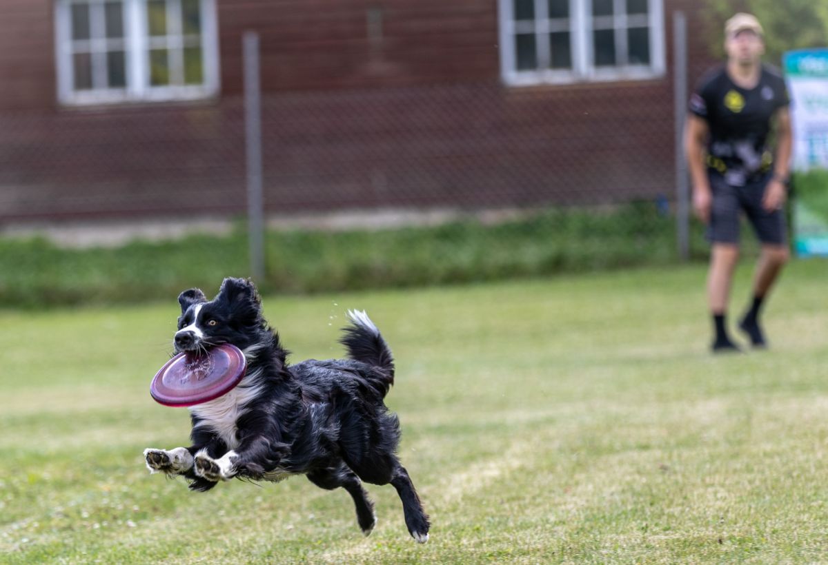 Frisbee webinar – pilt 2