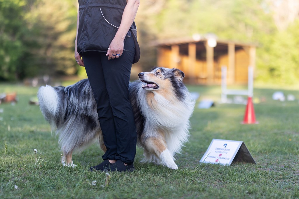 Rallikuulekuse algkursus Männikul
