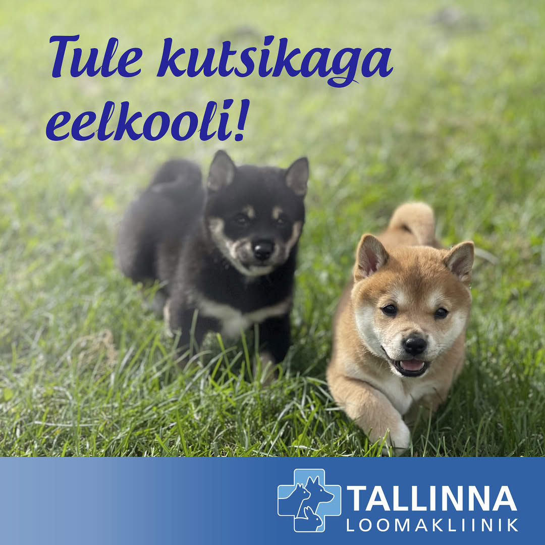 Ootame kõiki 8-16 nädalasi kutsikaid eelkooli!Kutsikate eelkool koosneb 4 koolitunnist (~45 min) ning esmaabi loengust.Kõik tunnid toimuvad puhastes ruumides ja